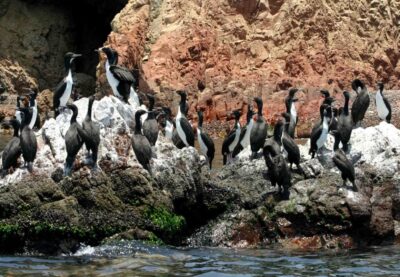 PARACAS NATIONAL RESERVE TOUR