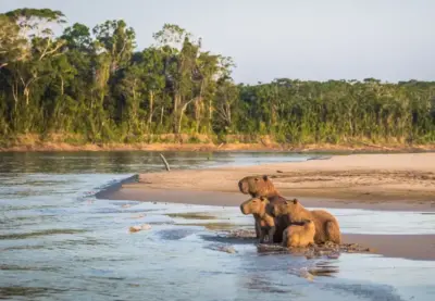 Ecotourism in Manu National Park: An Adventure in Peru’s Unexplored Jungle.