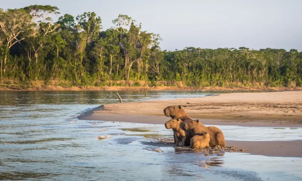 Manu National Park