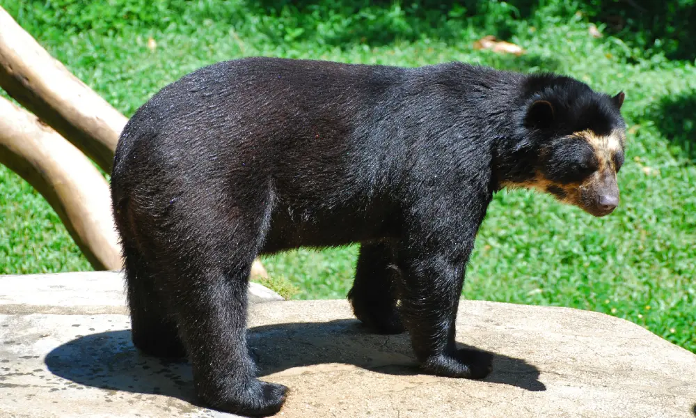 Andean Bear