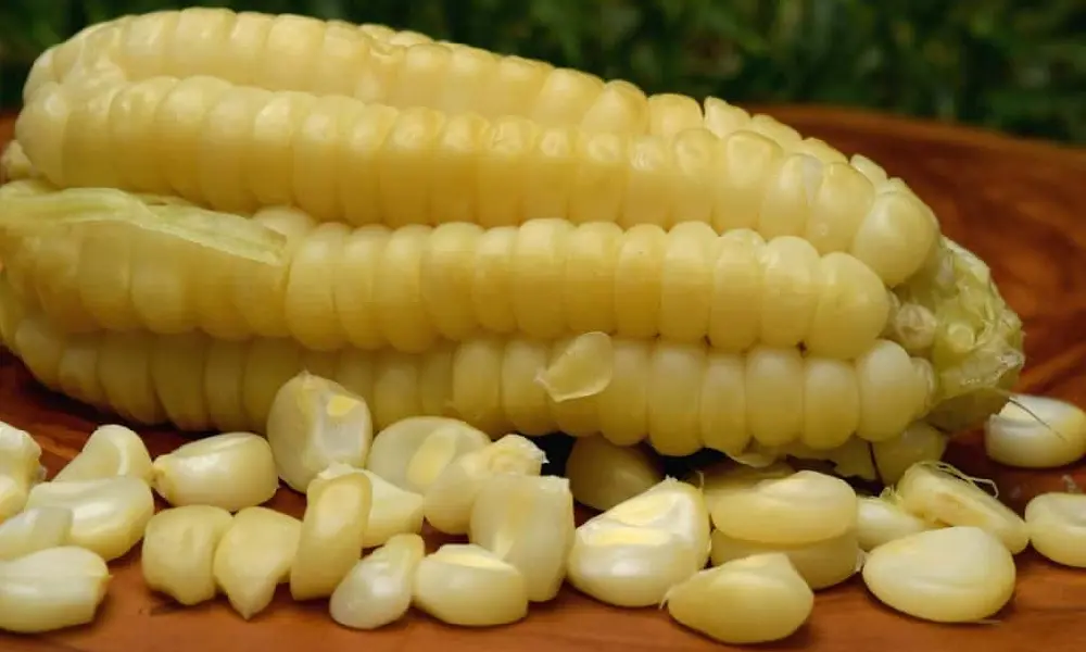 Andean Corn