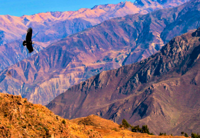 Experience the Thrill of Colca Canyon Trekking