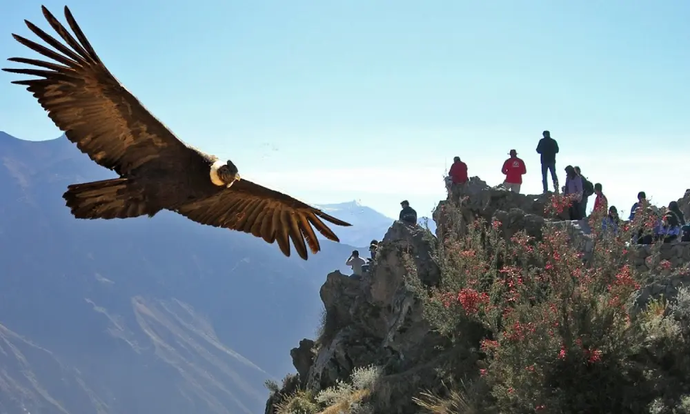 Condor Watching in Colca