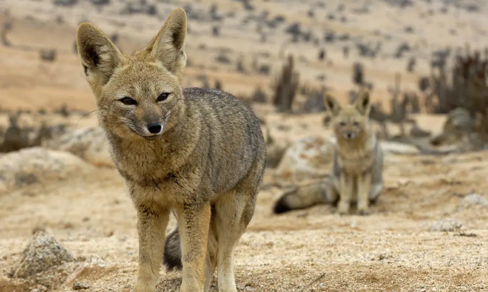 Fauna in the Peruvian Deserts