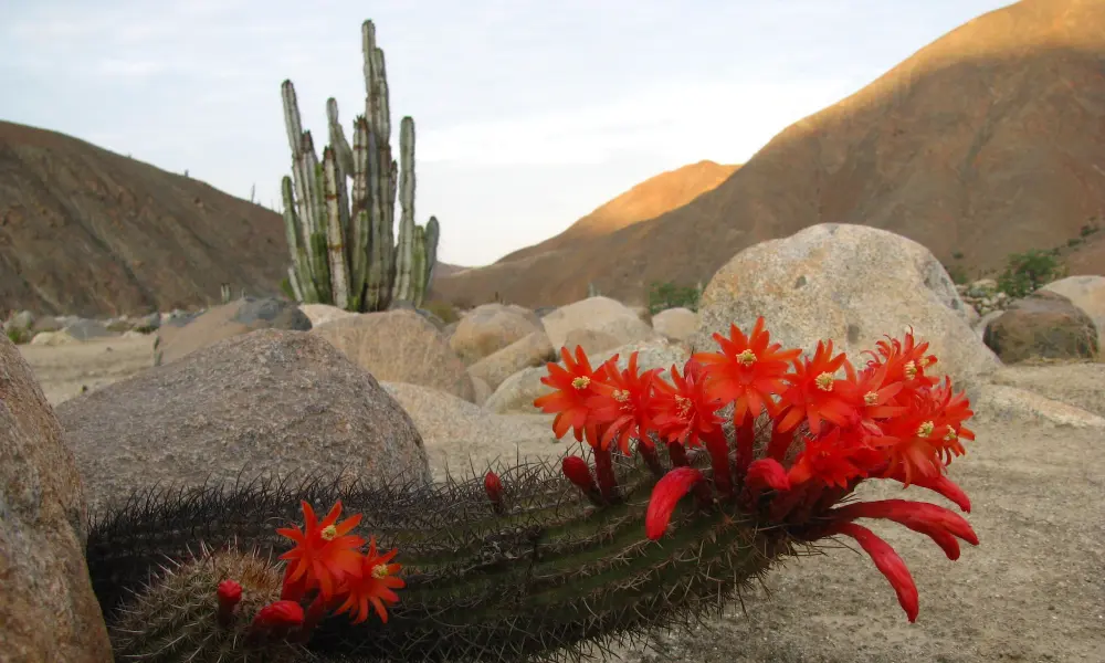 Flora in the Peruvian Deserts