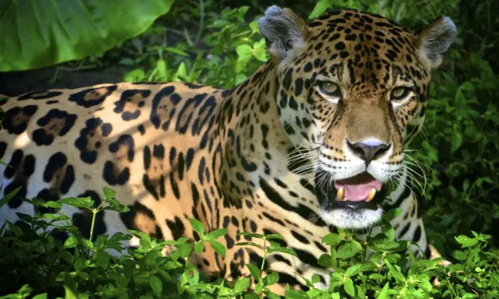 Jaguar