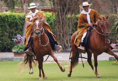 The Elegance of the Peruvian Paso Horse