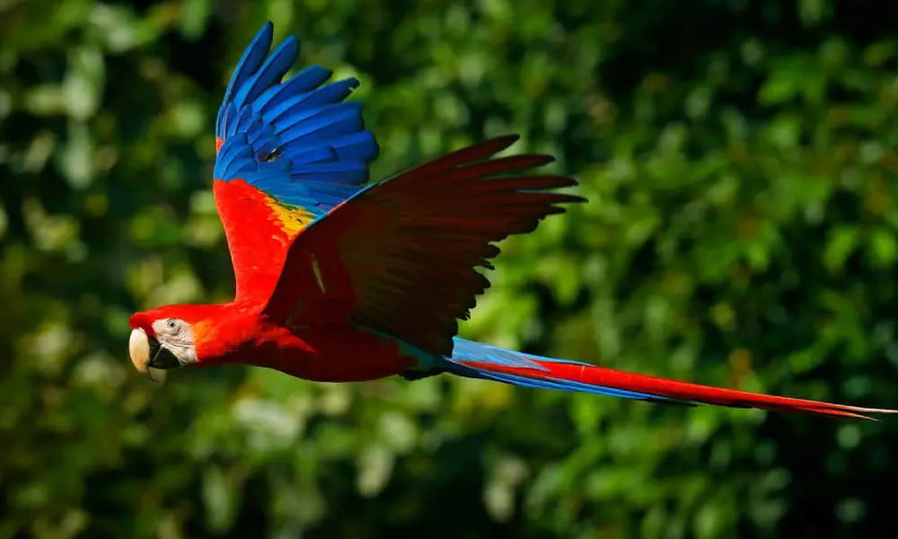 Macaws