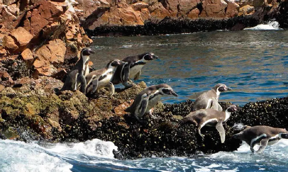 Paracas National Reserve