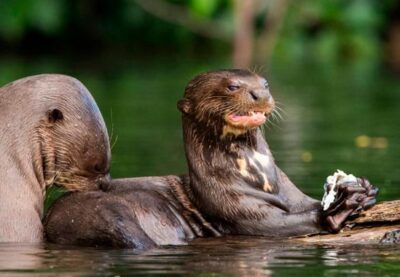 Discover the Best Peru Wildlife Tours