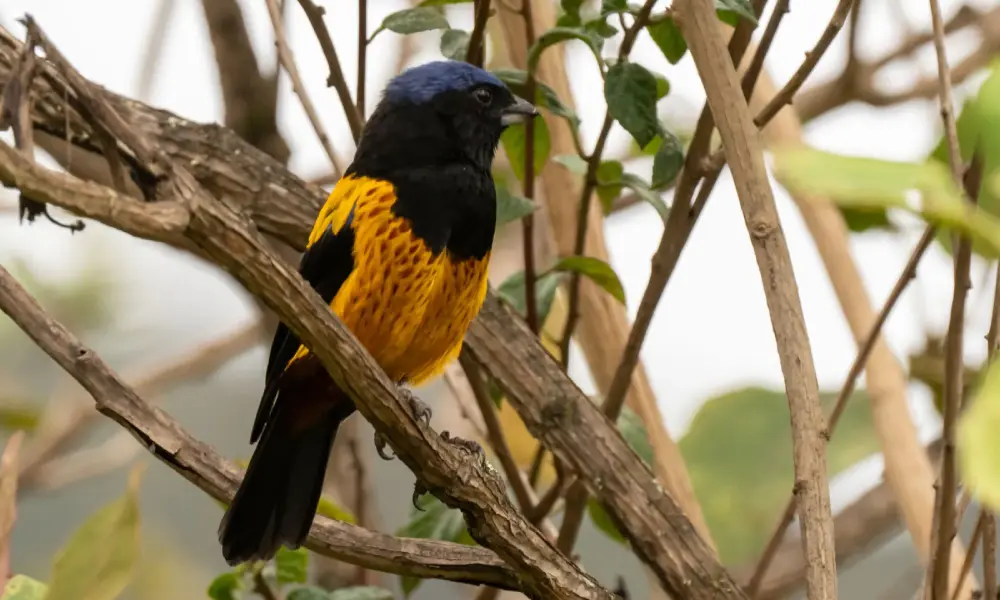 Flora and Fauna in High Mountain Ecosystems