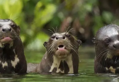 Discover the Unique Animals of the Peruvian Jungle