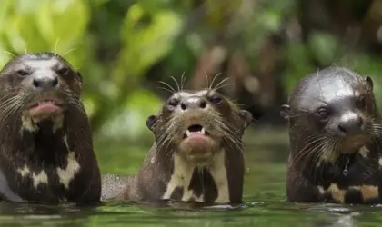 Discover the Unique Animals of the Peruvian Jungle