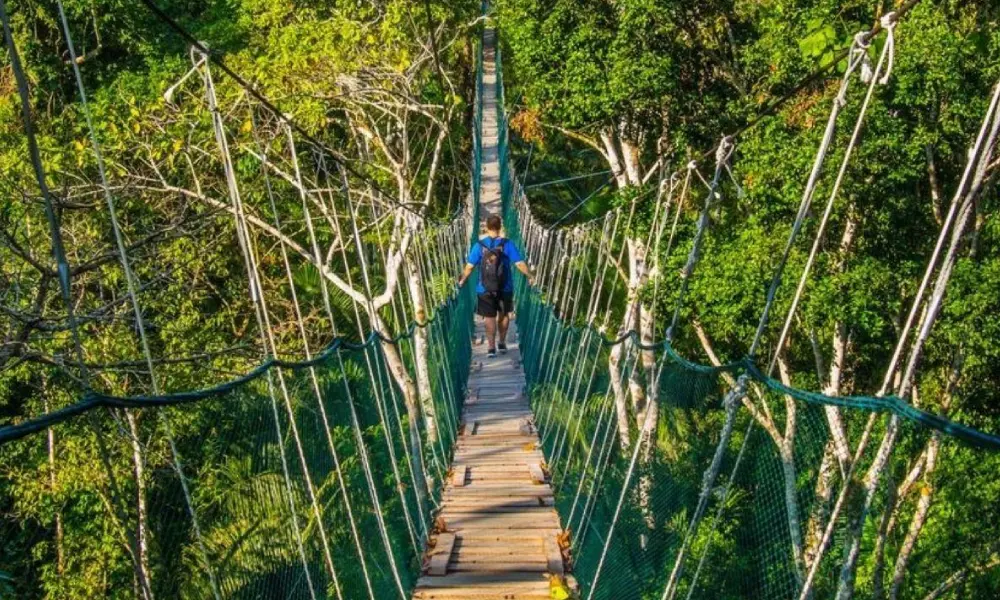 Amazon jungle