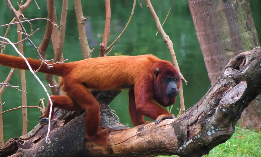 Red Howler Monkey