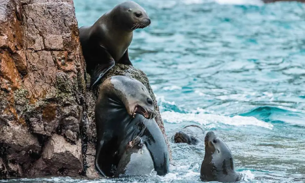 Seals and Sea Lions