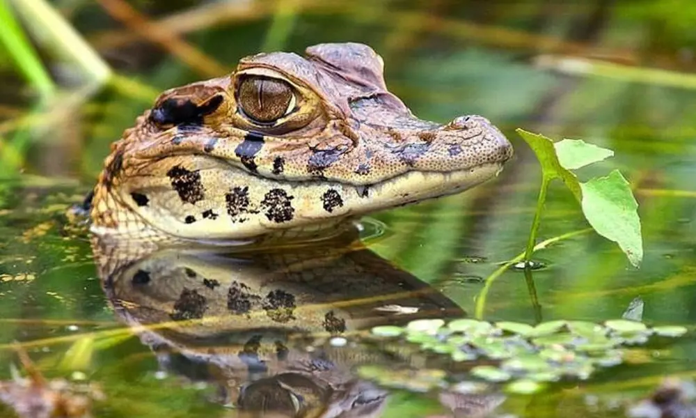 Tambopata National Reserve