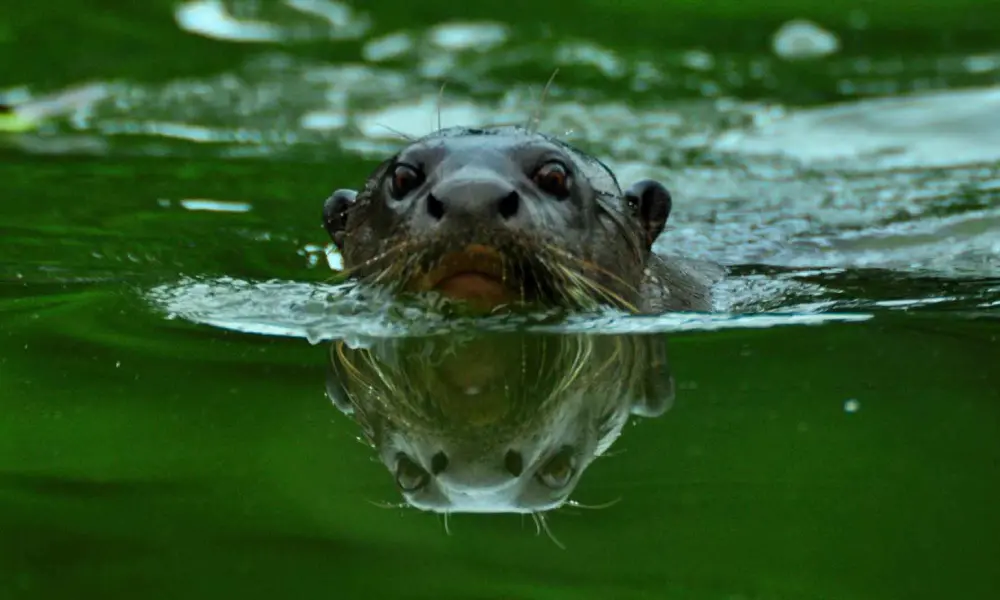 Tambopata National Reserve