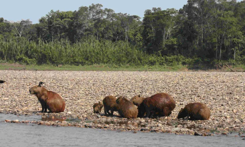 Tambopata National Reserve