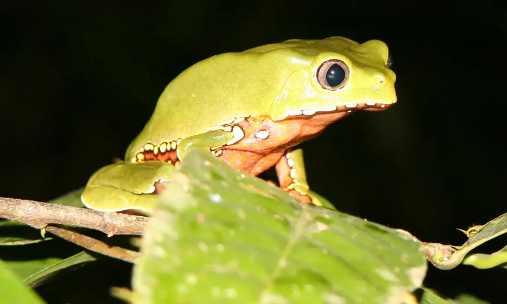 Tambopata National Reserve