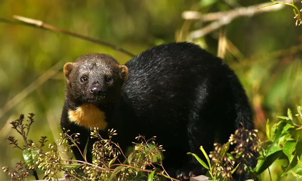 Tambopata National Reserve