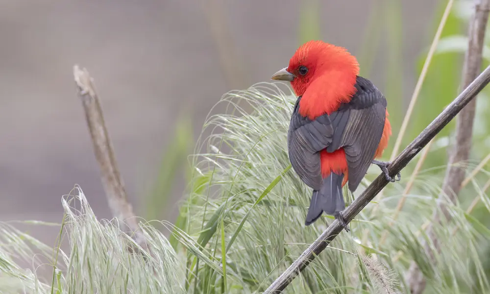 Tanagers