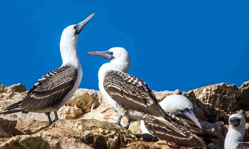 The Blue-Footed Booby Ballet