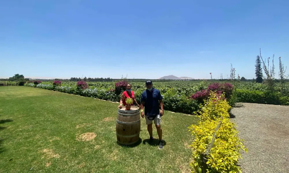 Vineyards and Pisco