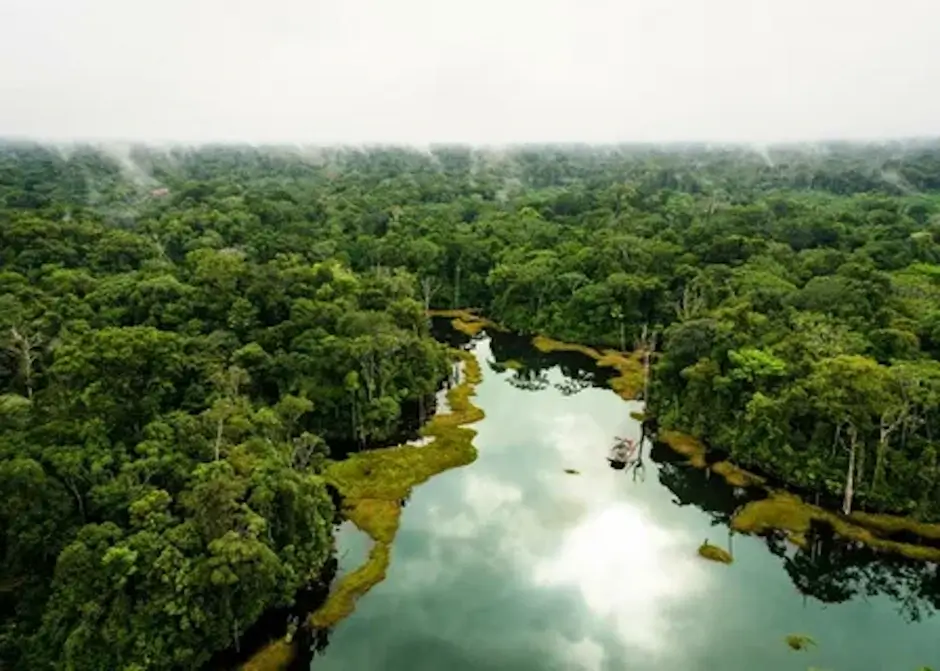 The Peruvian Amazon Jungle
