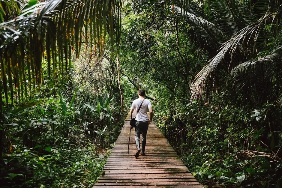 The Peruvian Amazon Jungle