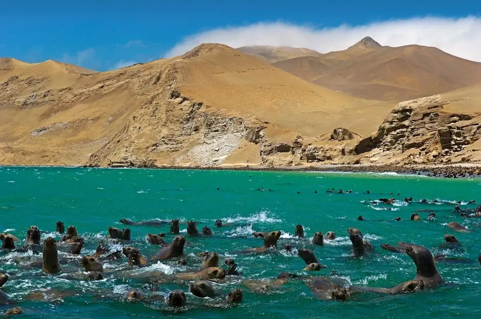 Costa Travel Peru in Paracas and the Ballestas Islands