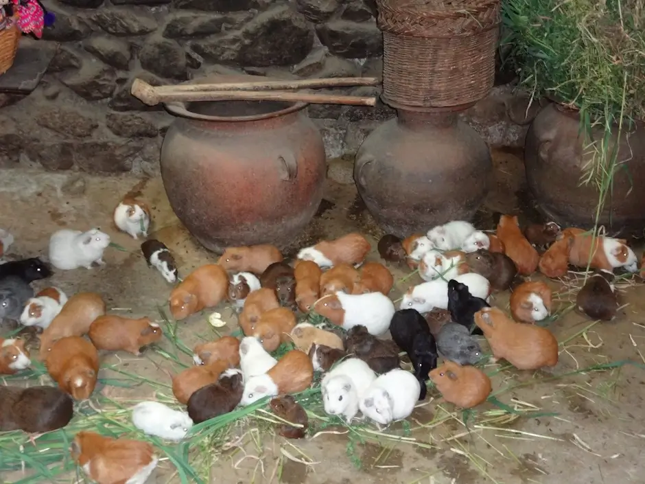 Cultural Importance of Guinea Pig in the Andes 
