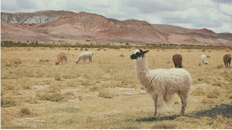 Flora in the Peruvian Deserts