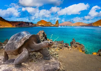 Explore South American