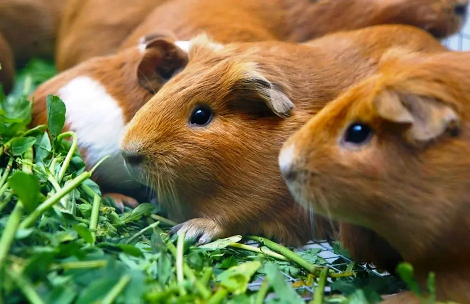 History and Tradition of Guinea Pigs in the Andes 