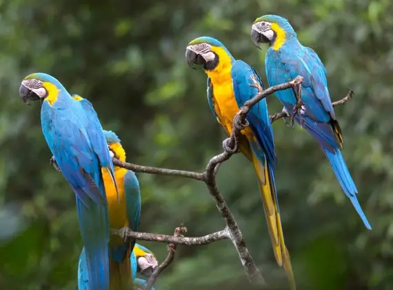 Discover the Peruvian Amazon and Machu Picchu Tour 09 Days: Sacred Valley, Machu Picchu Tambopata Jungle