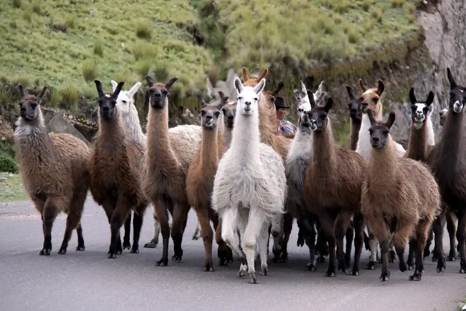 Llamas in Peru