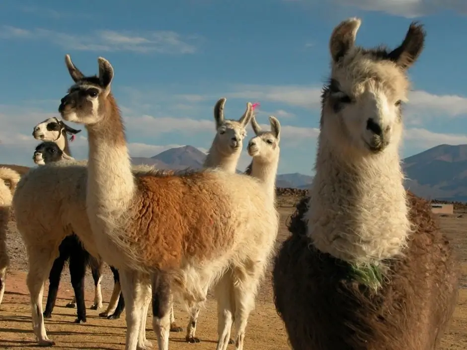 Llamas in Peru