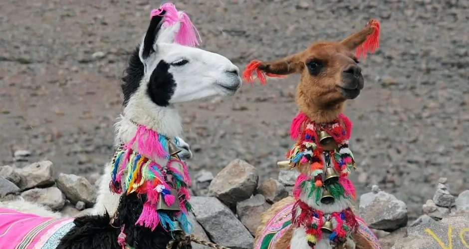 Llamas in Peru