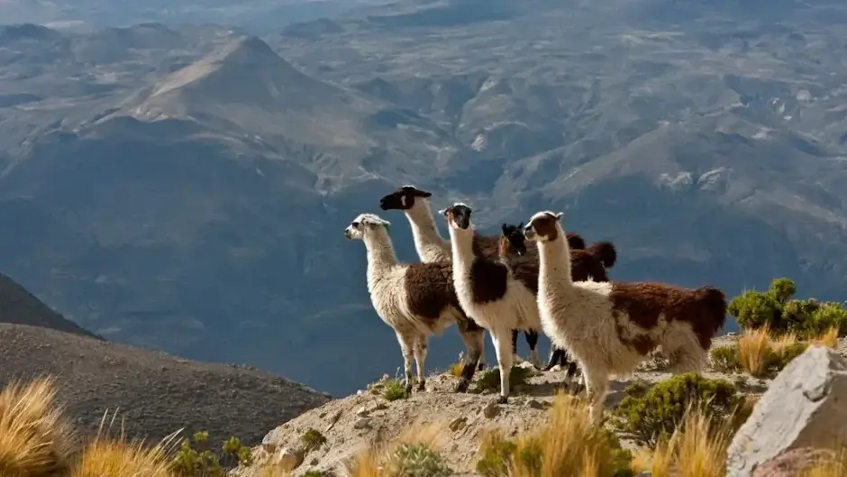 Llamas in Peru