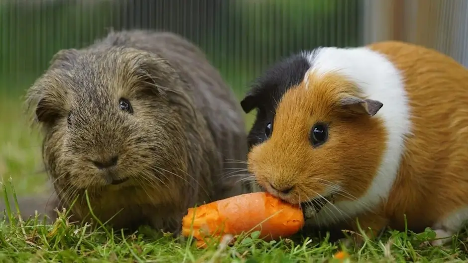 Nutritional Value of Guinea Pig 