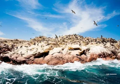 Paracas and Ballestas Islands tour