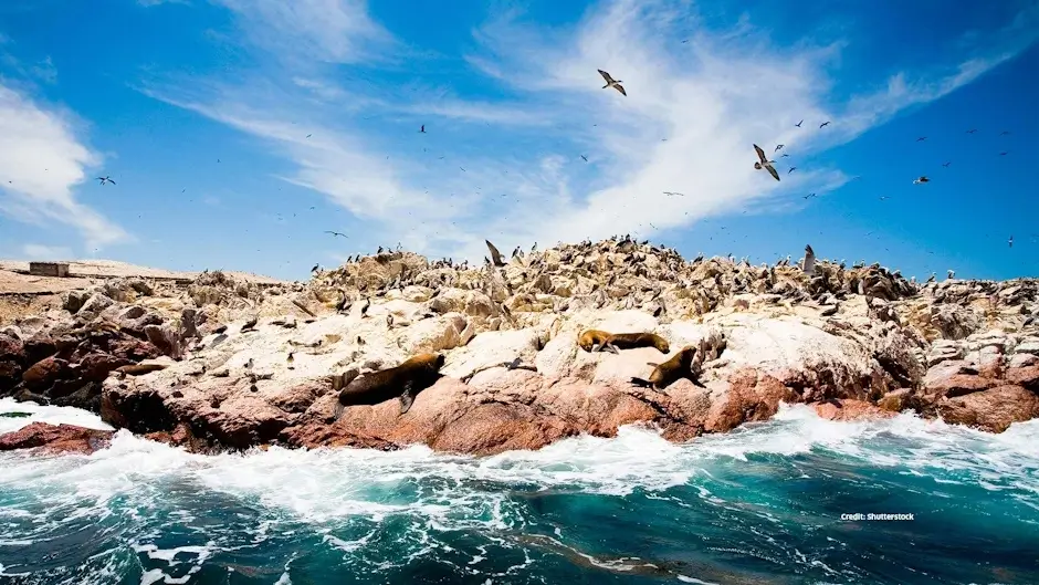 Paracas and Ballestas Islands tour