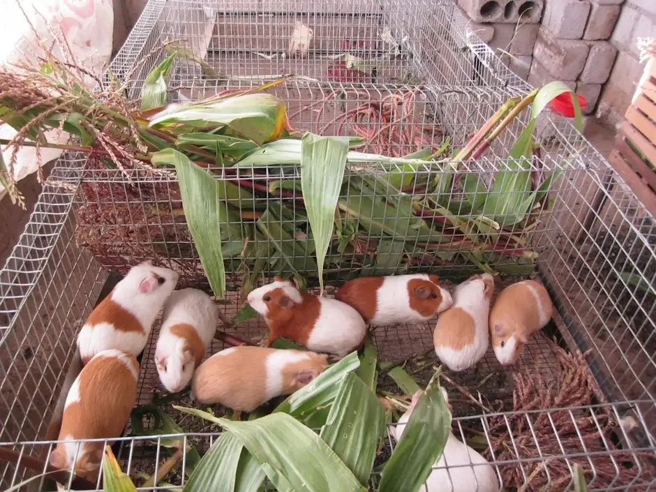 Production and Sustainability of Guinea Pig 