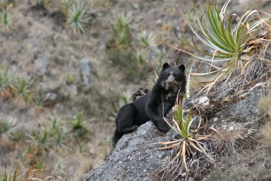 The Flora and Fauna of the Historic Sanctuary of Machu Picchu