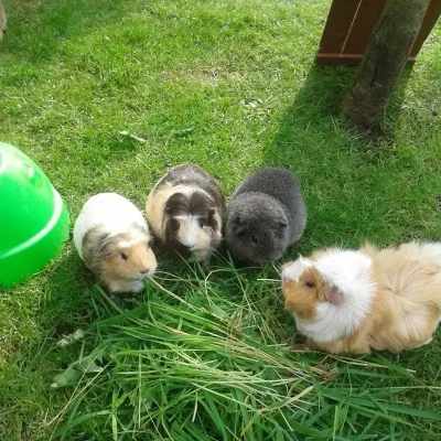 The Guinea Pig: An Icon of Andean Gastronomy and Culture