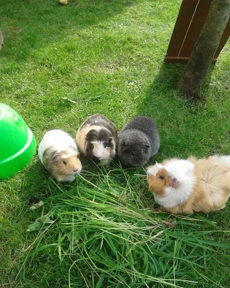 The Guinea Pig