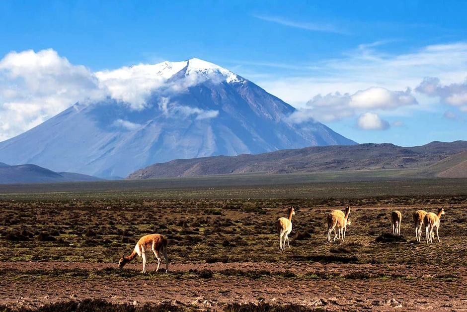 Unique Aspects: Flora and Fauna around Misti Volcano