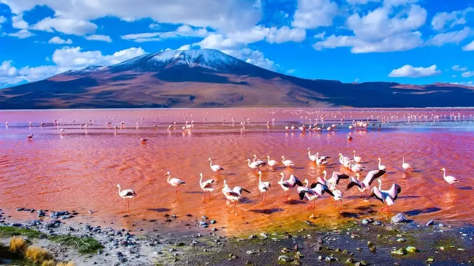 Where are Laguna Colorada and Verde located 