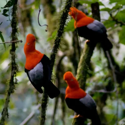 Discover the Unique Animals of the Peruvian Jungle